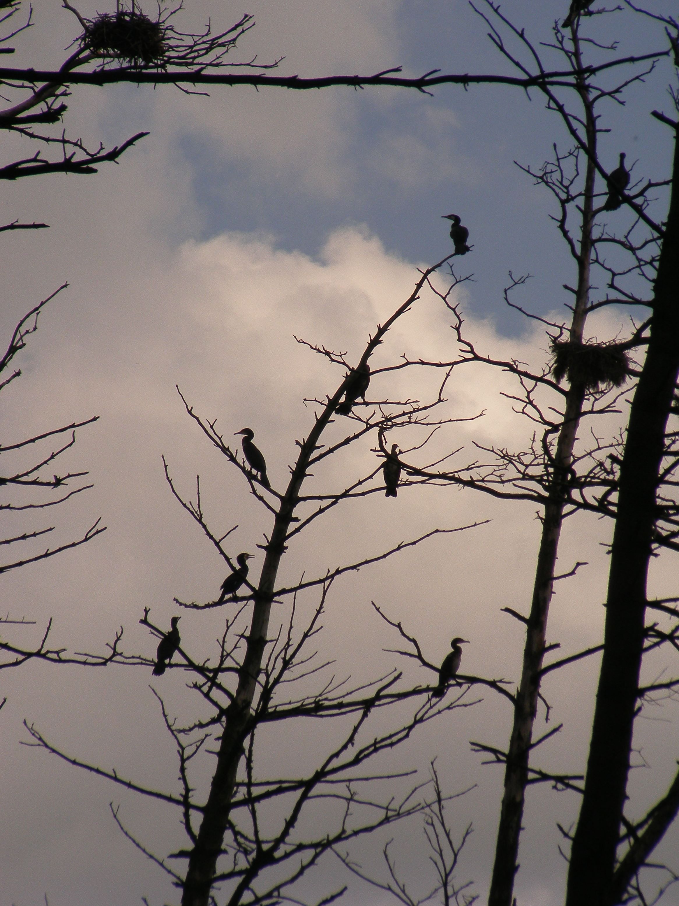 Kąty Rybackie - atrakcje: rezerwat kormoranów