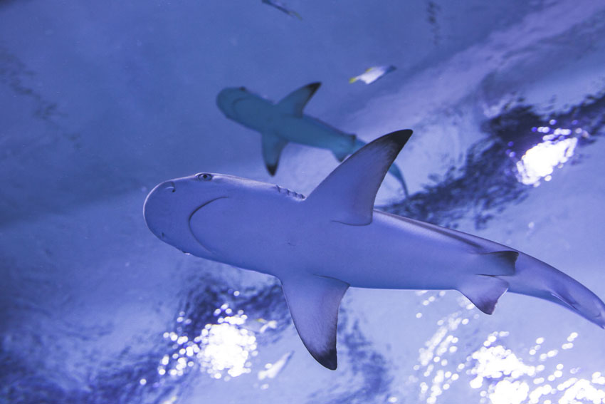 Aquapark w Redzie - jedna z głównych atrakcji miasta