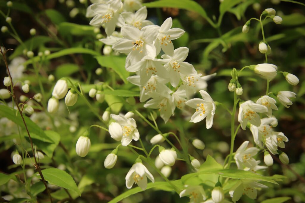 Majówka nad morzem 2026 - okolice Świnoujścia i Międzyzdrojów